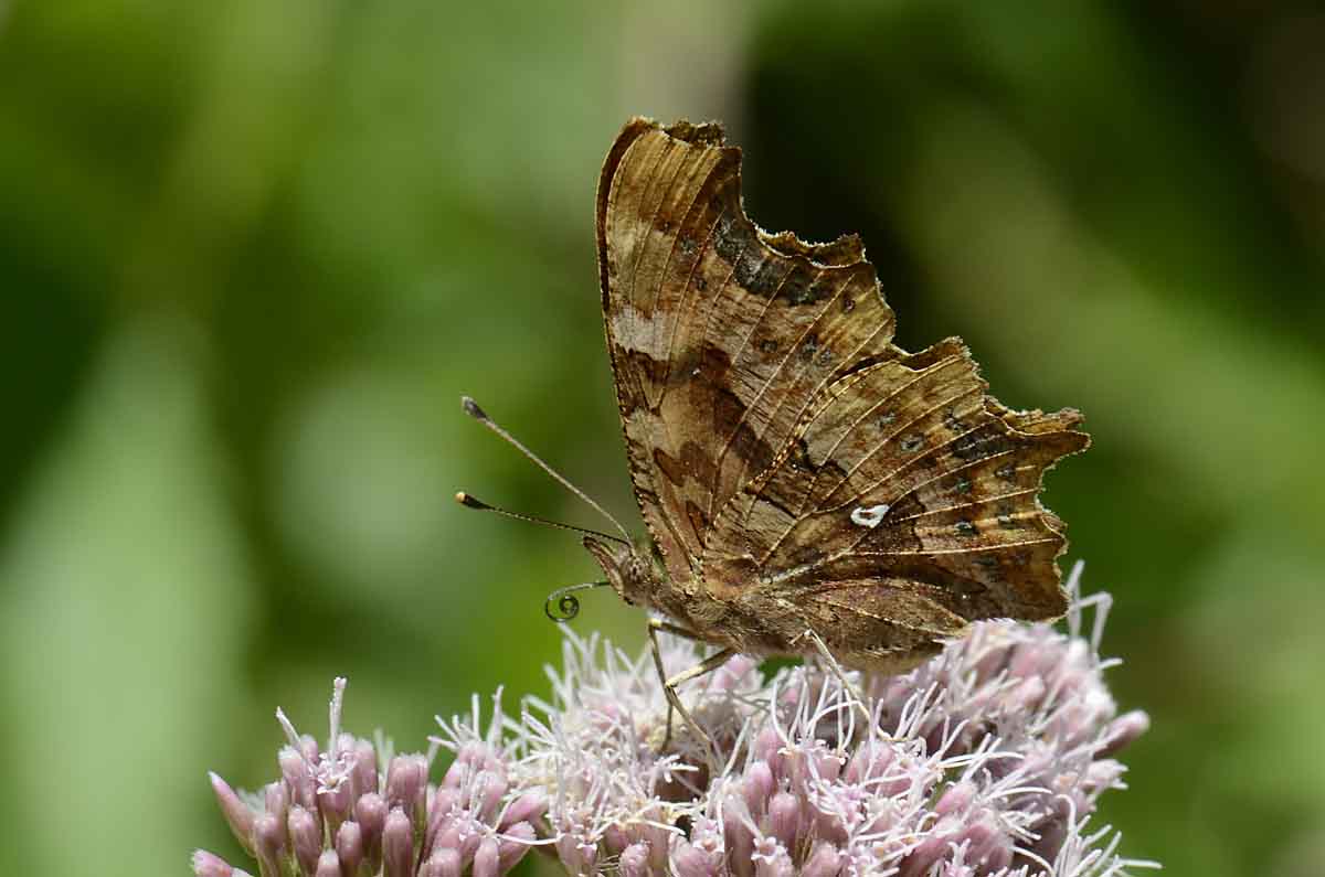 Polygonia c-album aberrazione o-album